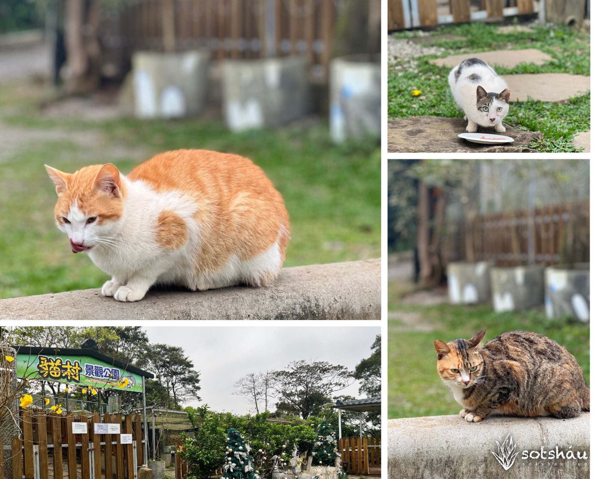【貓村景觀公園】可自帶罐罐肉泥，一次擼30隻貓的絕對舒壓好地方